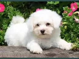 adorabili cuccioli di bichon femminucce e maschietti disponibili per l'adozione cuccioli sono vaccin