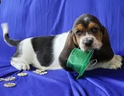 cucciolo di bassethound tenerissimi intrigantissimi e buonissimi di 70 giorni sia maschi che femmina