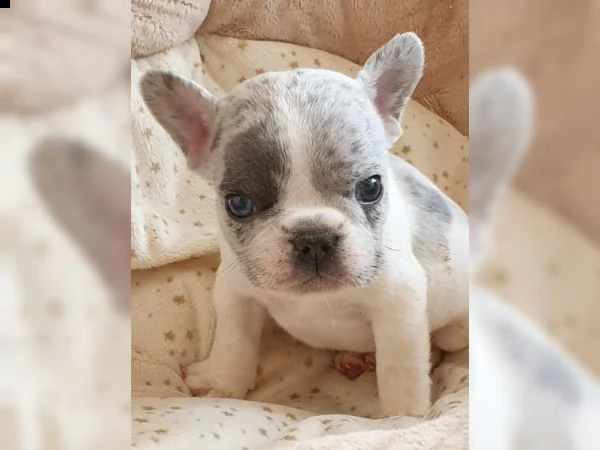 **bulldog/bouledogue francesi italiani**