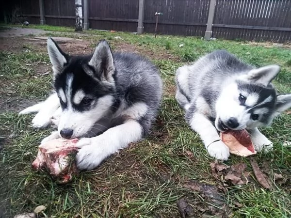 cucciolata siberian husky 