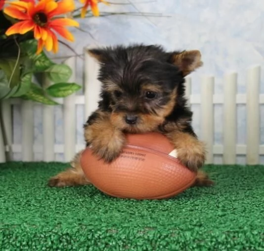 cuccioli di yorkshire