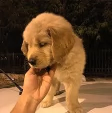 cuccioli di senzatetto golden retriever | Foto 1