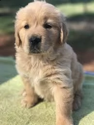 cuccioli di senzatetto golden retriever | Foto 0