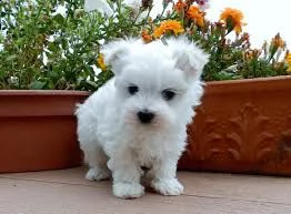 kc puppies maltese male boy