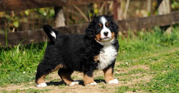 adorabili cuccioli di bovaro del bernese femminucce e maschietti disponibili per l'adozione gratuita