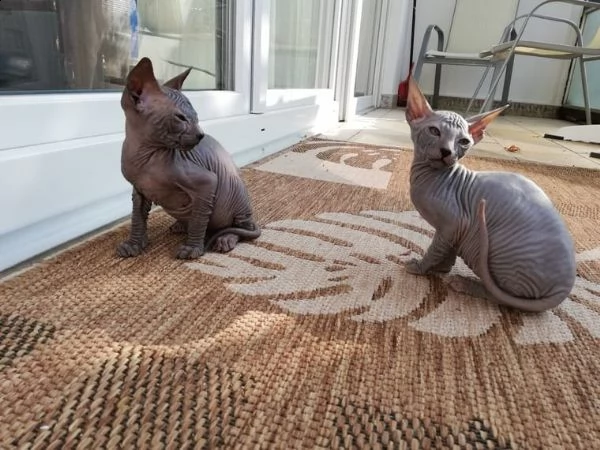 gatti sphynx bellissimi cuccioli