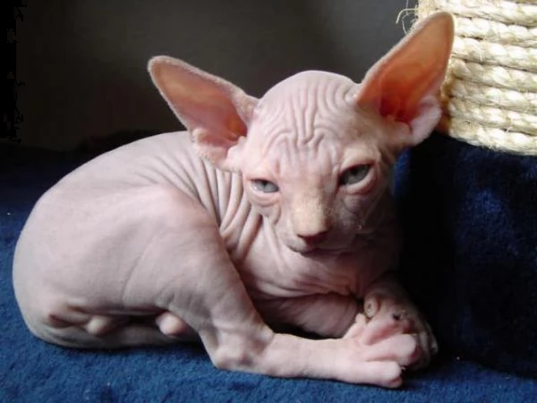 gatti sphynx bellissimi cuccioli | Foto 0