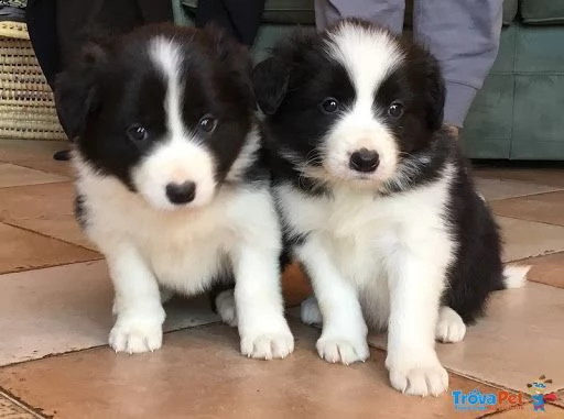  border collie con pedigrée splendidi cuccioli