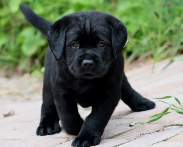   regalo cuccioli di labrador  | Foto 0