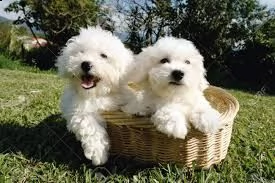 due cuccioli maltesi di tazza da tè hanno bisogno di una nuova famiglia splendidi cuccioli maltesi t