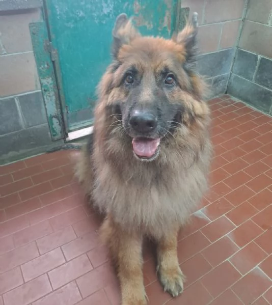 Max, bellissimo Pastore Tedesco adulto (a Milano) | Foto 5