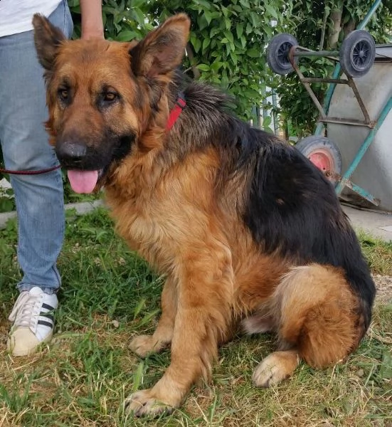 Max, bellissimo Pastore Tedesco adulto (a Milano) | Foto 0