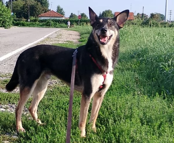 BOLT, 5 anni, a Milano | Foto 6