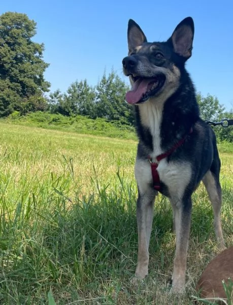 BOLT, 5 anni, a Milano | Foto 2