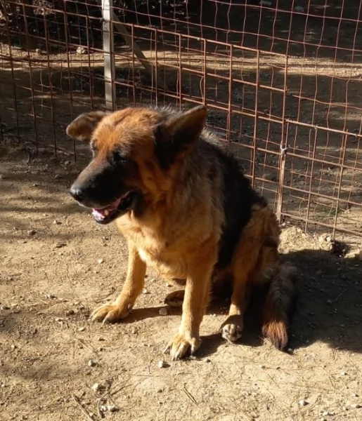 Graziella, lupacchiotta dagli occhi tristi | Foto 5