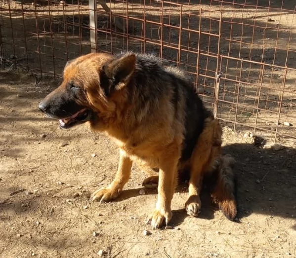 Graziella, lupacchiotta dagli occhi tristi | Foto 3