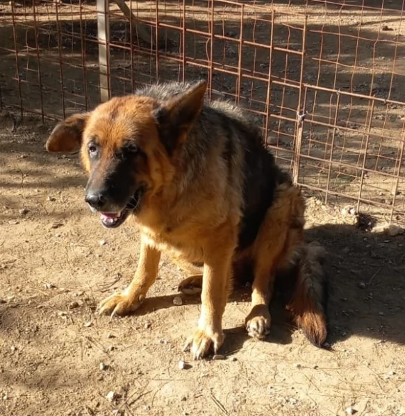 Graziella, lupacchiotta dagli occhi tristi | Foto 1