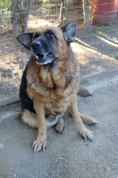 Graziella, lupacchiotta dagli occhi tristi | Foto 0