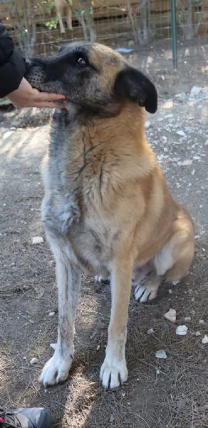 NONNO LUIGI, nonnino adorabile | Foto 0