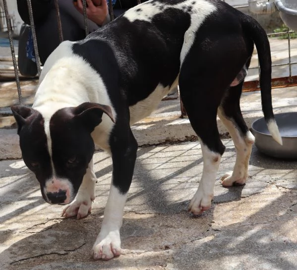 CHICCO, incrocio AMSTAFF, ottimo carattere | Foto 3