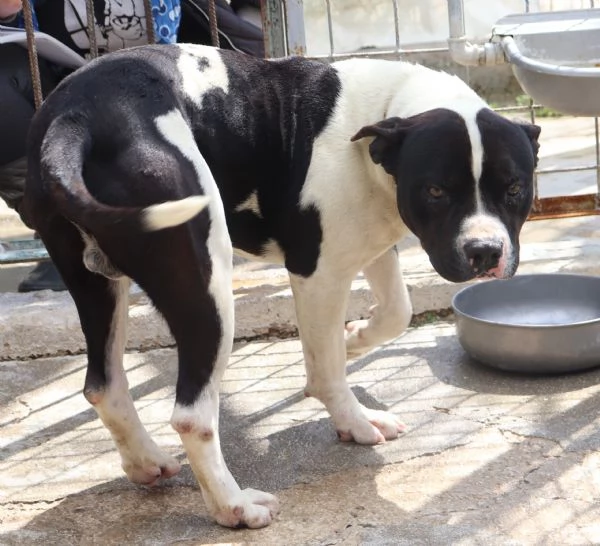 CHICCO, incrocio AMSTAFF, ottimo carattere | Foto 2