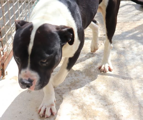 CHICCO, incrocio AMSTAFF, ottimo carattere | Foto 1