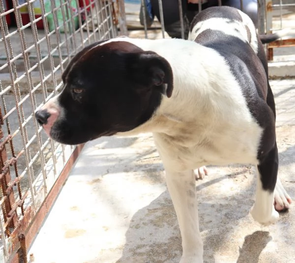 CHICCO, incrocio AMSTAFF, ottimo carattere