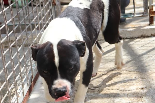 CHICCO, incrocio AMSTAFF, ottimo carattere | Foto 0