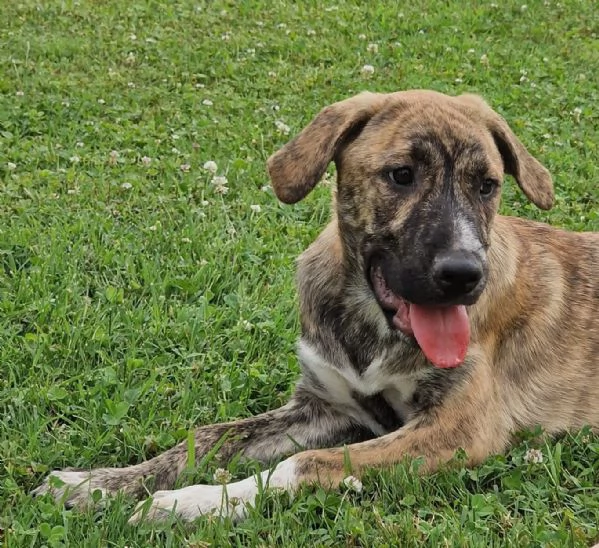 ATHENA, cucciolona a Pordenone