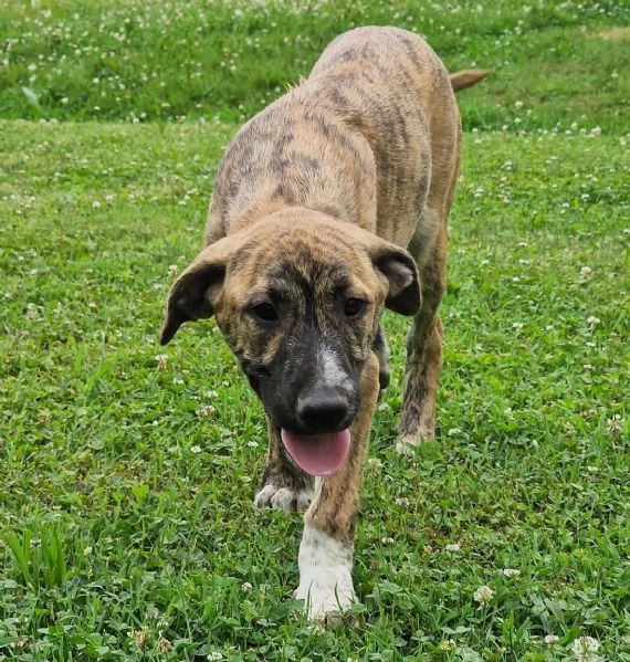 ATHENA, cucciolona a Pordenone | Foto 2