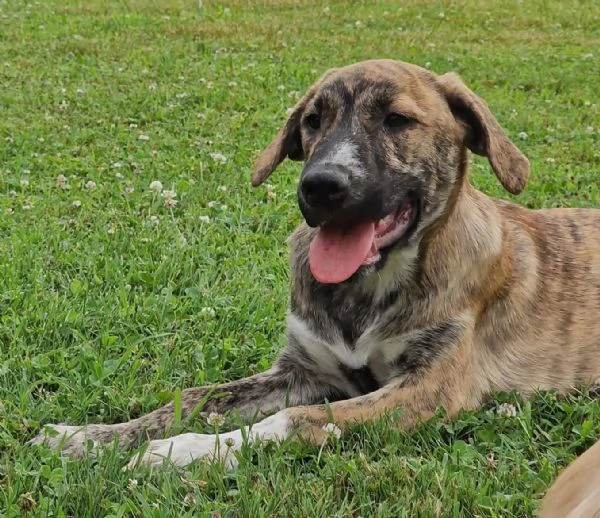 ATHENA, cucciolona a Pordenone | Foto 0