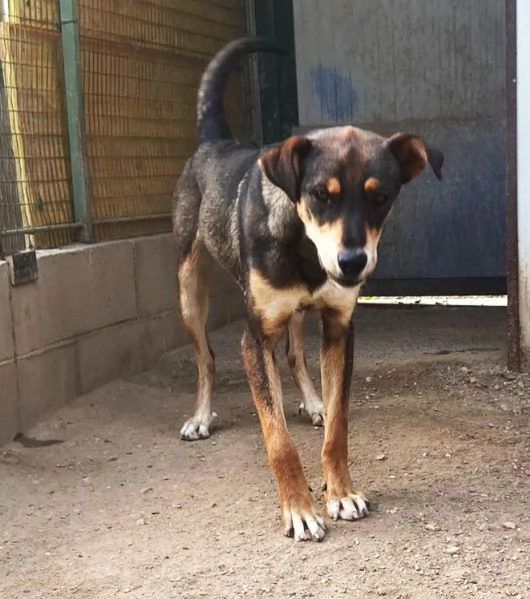 ACERO, cucciolone a Carbonate Como | Foto 4