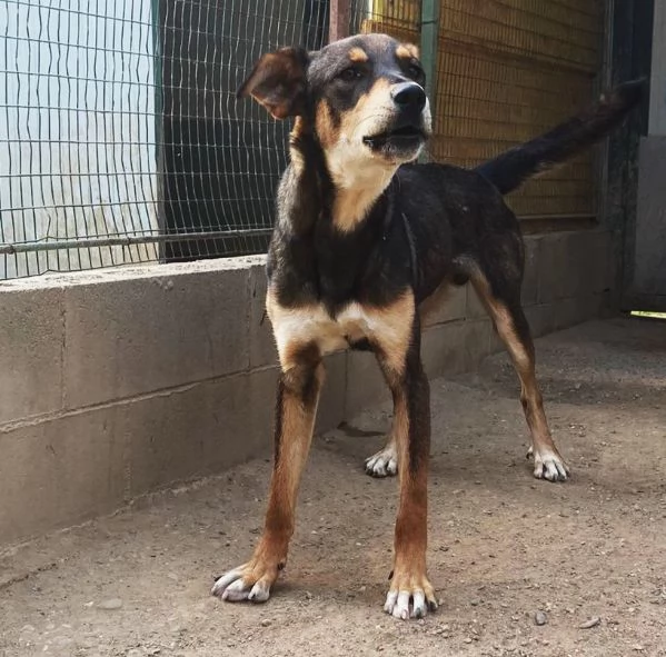 ACERO, cucciolone a Carbonate Como | Foto 1