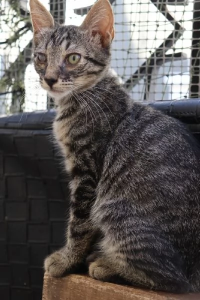 Gatto TIGROTTO, 8 mesi circa, dolcissimo a Biella | Foto 2