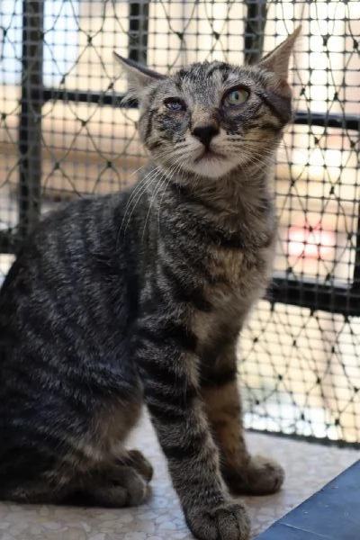 Gatto TIGROTTO, 8 mesi circa, dolcissimo a Biella