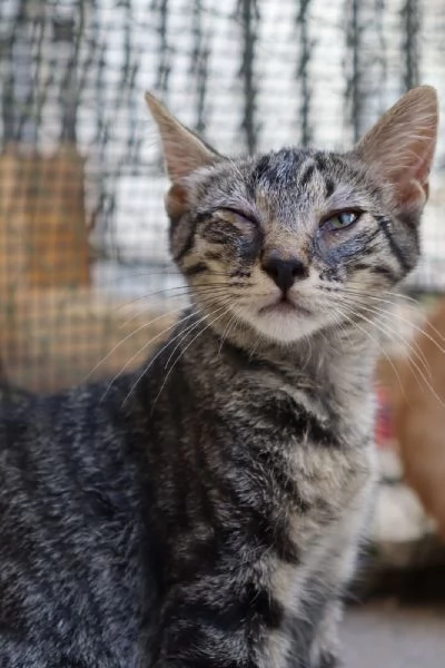 Gatto TIGROTTO, 8 mesi circa, dolcissimo a Biella | Foto 1