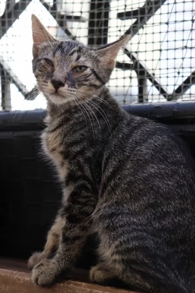 Gatto TIGROTTO, 8 mesi circa, dolcissimo a Biella | Foto 0