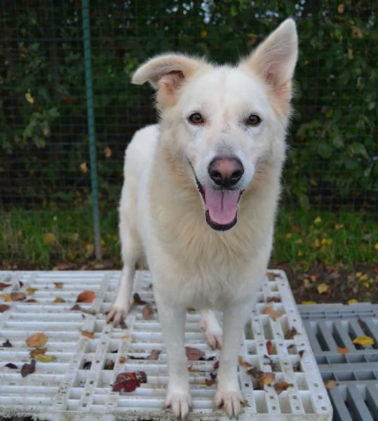 Gelsomina, mix maremmano a Pavia