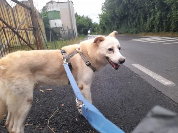 OLIVER, cane buono a Milano | Foto 0