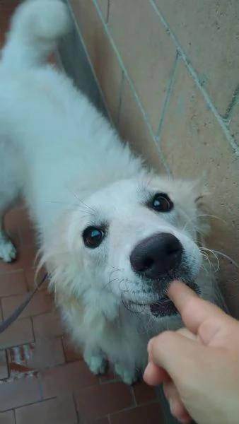 CUCCIOLONA GAMMA (a MILANO) | Foto 0