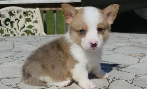  regalo  welsh corgi 