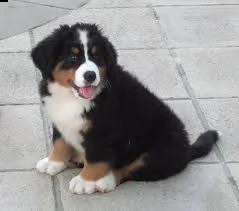 adorabili cuccioli di bovaro del bernese femminucce e maschietti disponibili per l'adozione gratuita