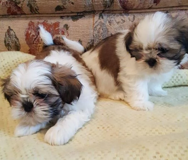 adorabili cuccioli shih tzu per l'adozione .