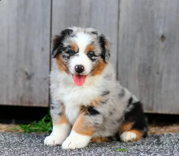 cuccioli di pastore australiano registrati per l'adozione .