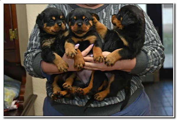 regalo cuccioli di rottweiler maschio e femmina!!