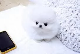 regalo cuccioli volpino della pomerania con pedigree