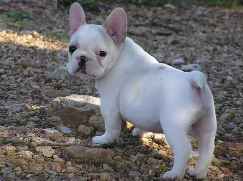 regalo....cucciolata di bouledogue francese