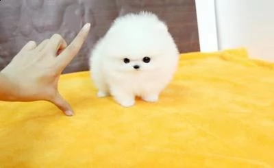 regalo cuccioli pomerania maschio e femmina