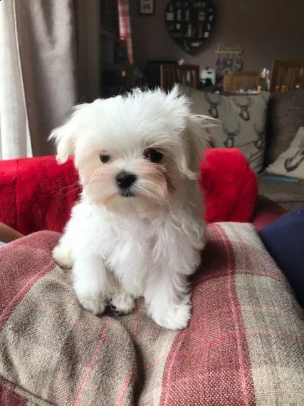 mini mini maltese toy