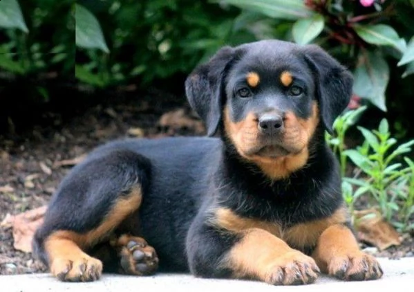 regalo cuccioli di rottweiler cuccioli